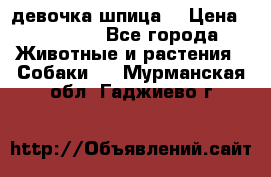 девочка шпица  › Цена ­ 40 000 - Все города Животные и растения » Собаки   . Мурманская обл.,Гаджиево г.